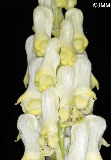 Aconitum lamarckii = Aconitum lycoctonum subsp. neapolitanum