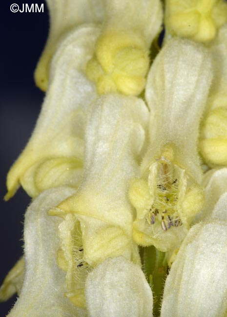 Aconitum lamarckii = Aconitum lycoctonum subsp. neapolitanum