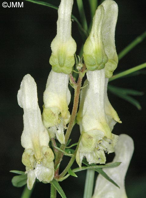 Aconitum lycoctonum subsp. vulparia