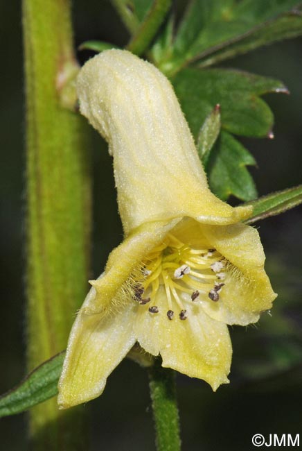 Aconitum lycoctonum subsp. vulparia
