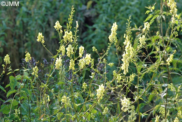 Aconitum lycoctonum subsp. vulparia