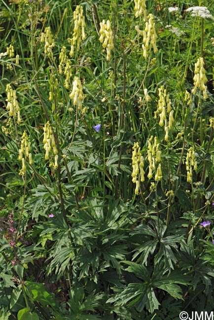 Aconitum lycoctonum subsp. vulparia
