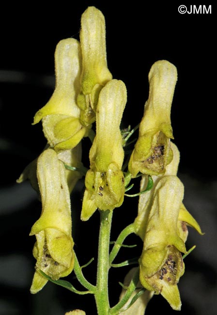 Aconitum lycoctonum subsp. vulparia