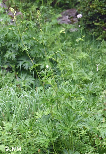 Aconitum lycoctonum subsp. vulparia