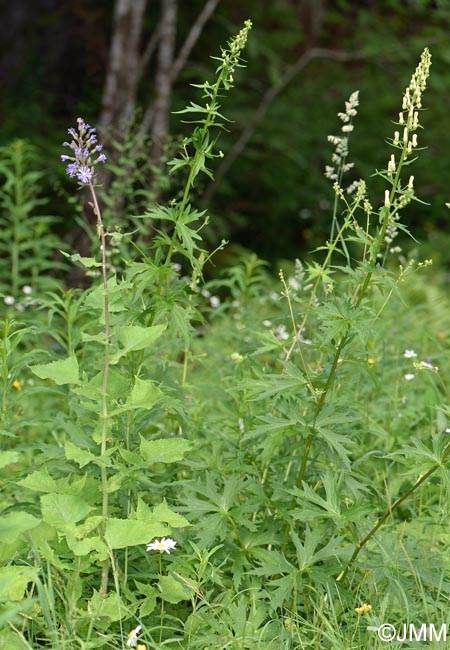 Aconitum lycoctonum subsp. vulparia & Lactuca alpina