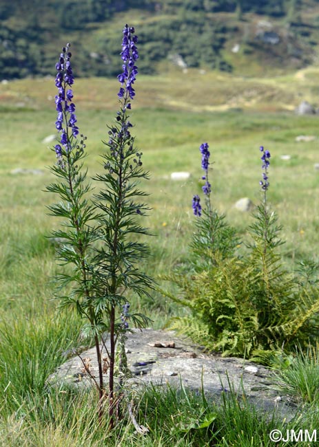 Aconitum napellus subsp. vulgare