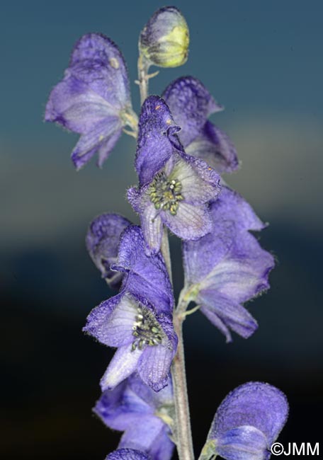 Aconitum napellus subsp. vulgare