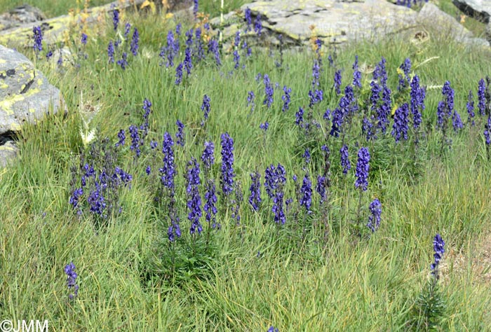 Aconitum napellus subsp. vulgare