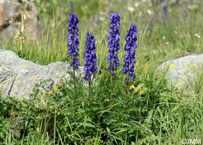 Aconitum napellus subsp. vulgare