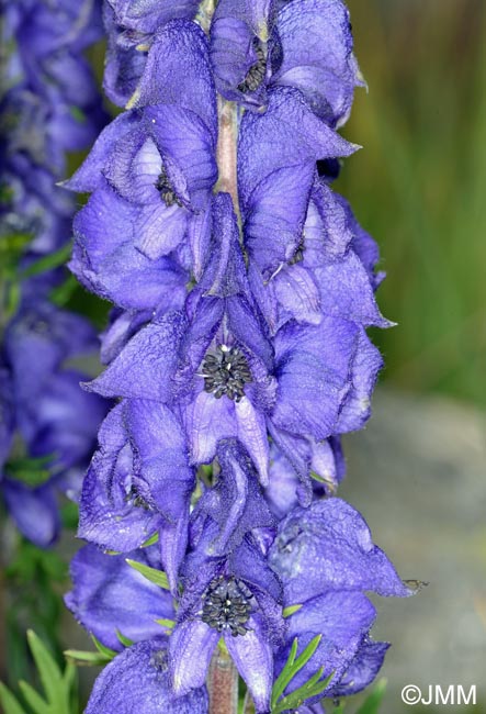 Aconitum napellus subsp. vulgare