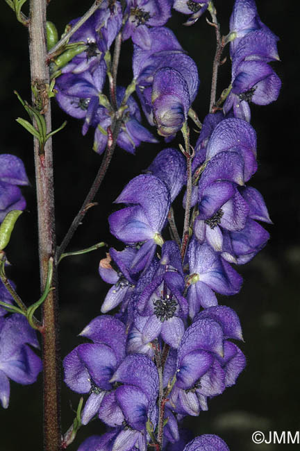 Aconitum neomontanum