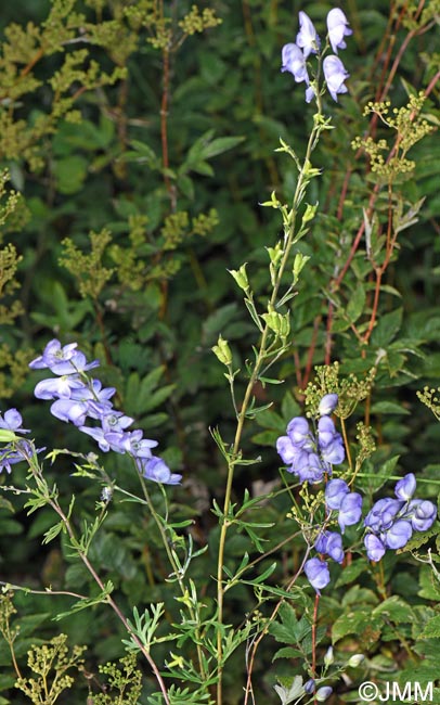 Aconitum neomontanum = Aconitum napellus subsp. lusitanicum