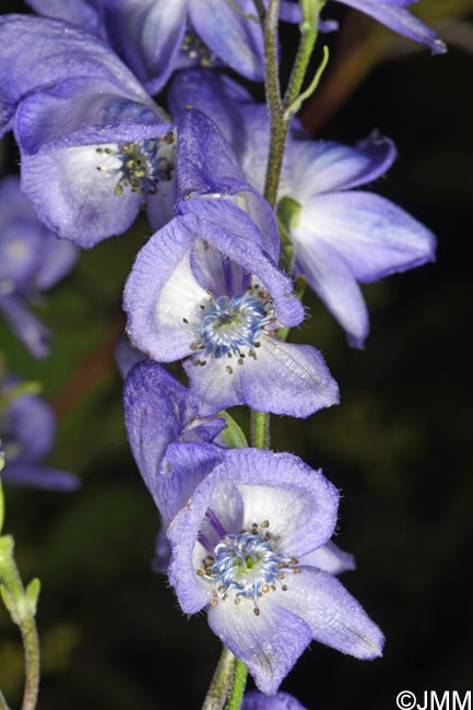 Aconitum neomontanum = Aconitum napellus subsp. lusitanicum