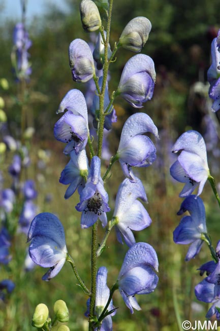 Aconitum neomontanum = Aconitum napellus subsp. lusitanicum