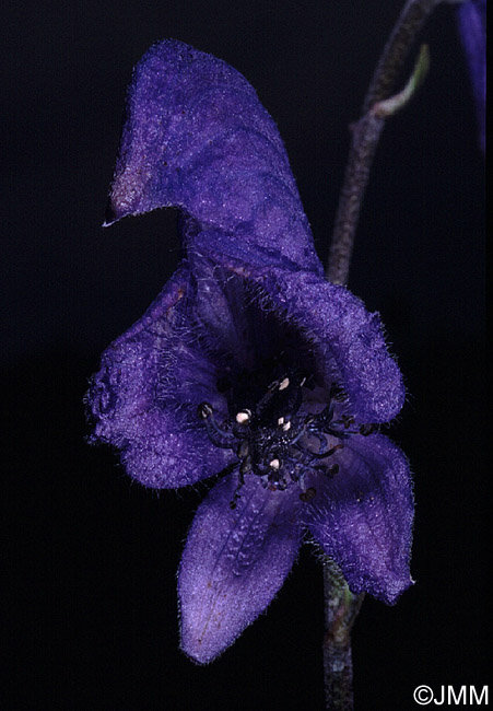 Aconitum neomontanum