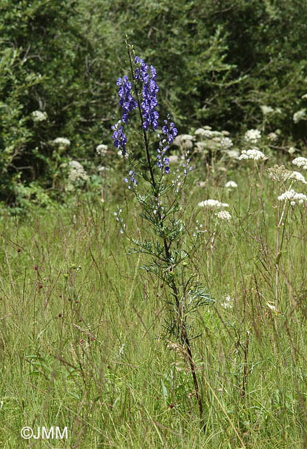 Aconitum neomontanum