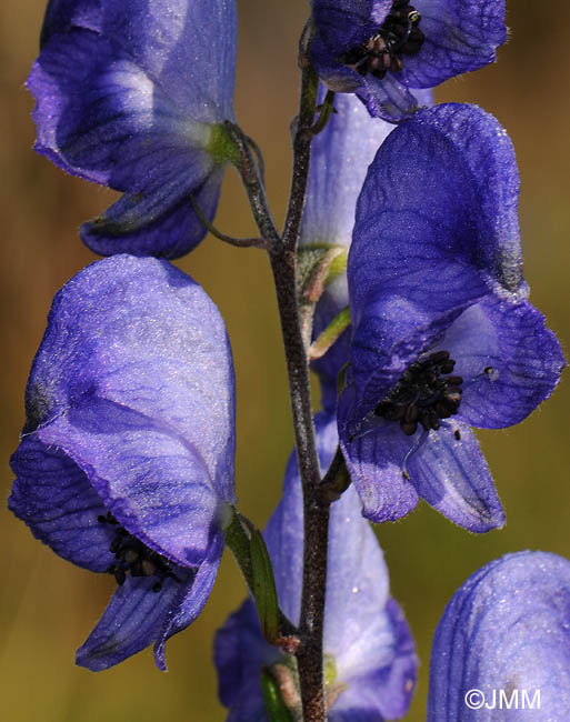 Aconitum neomontanum