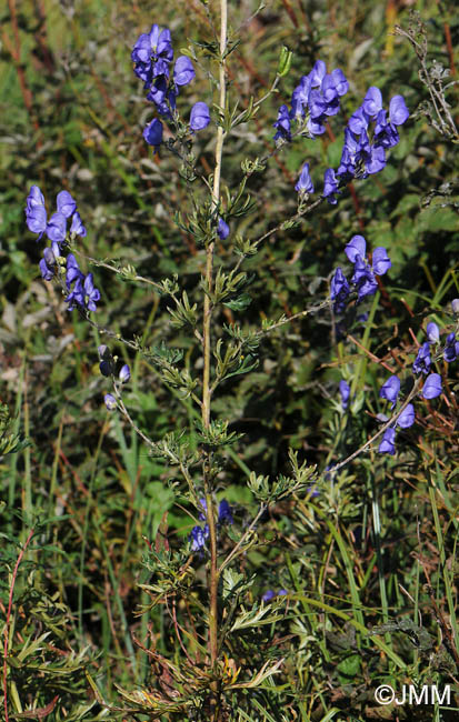 Aconitum neomontanum