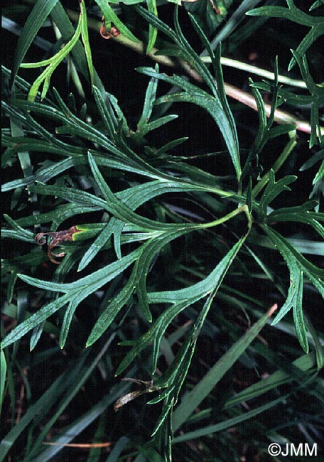 Aconitum neomontanum = Aconitum napellus subsp. lusitanicum