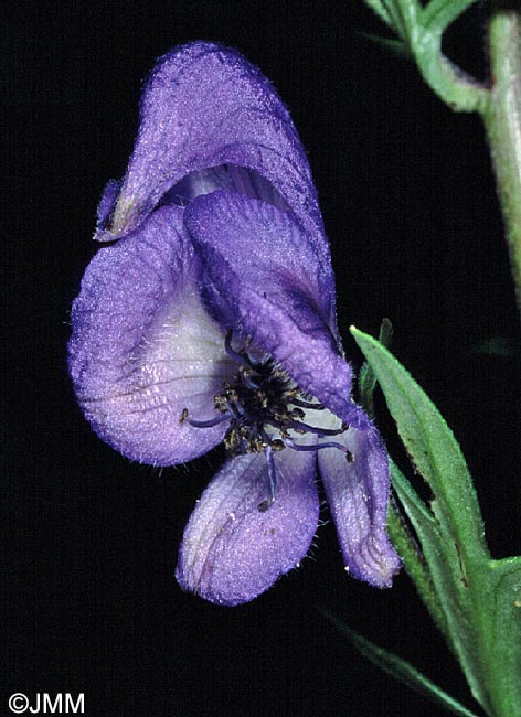 Aconitum neomontanum = Aconitum napellus subsp. lusitanicum