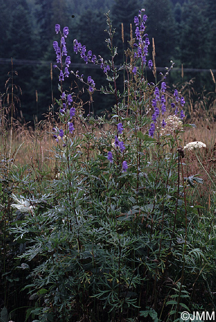 Aconitum neomontanum