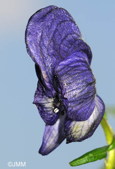 Aconitum variegatum subsp. paniculatum