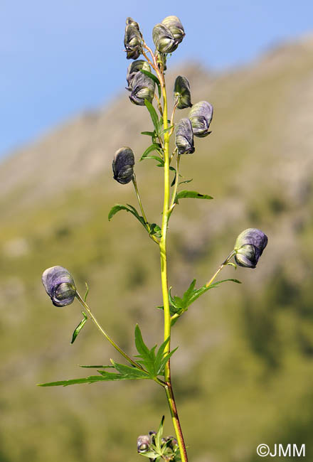 Aconitum variegatum subsp. paniculatum