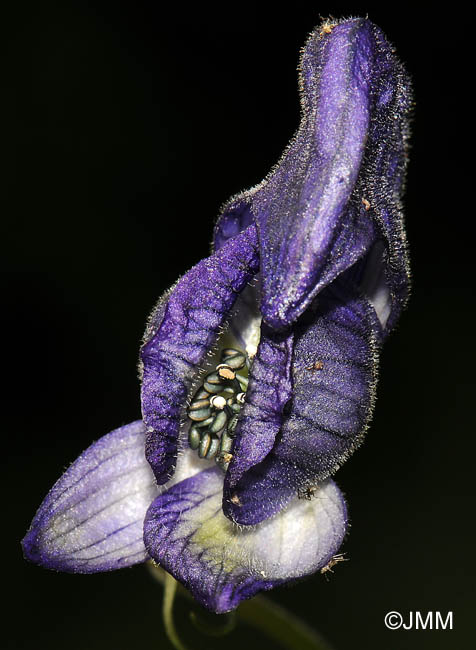 Aconitum variegatum subsp. paniculatum