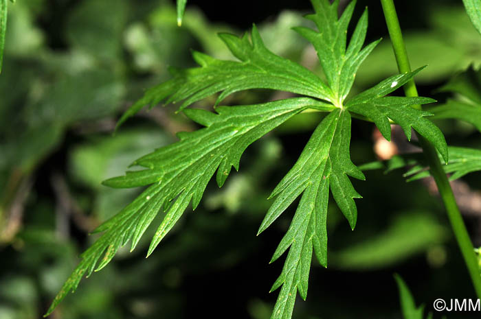 Aconitum variegatum subsp. paniculatum