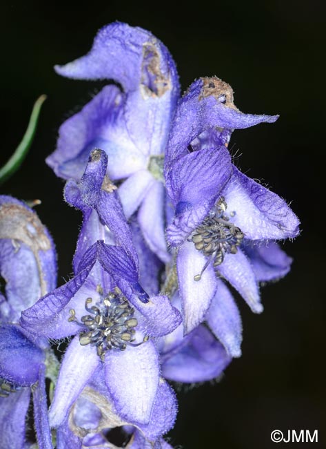 Aconitum variegatum subsp. paniculatum