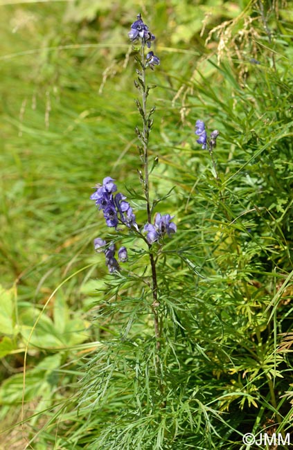 Aconitum variegatum subsp. paniculatum