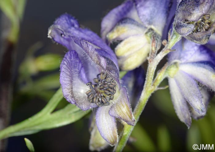 Aconitum variegatum subsp. paniculatum