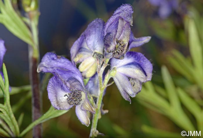 Aconitum variegatum subsp. paniculatum