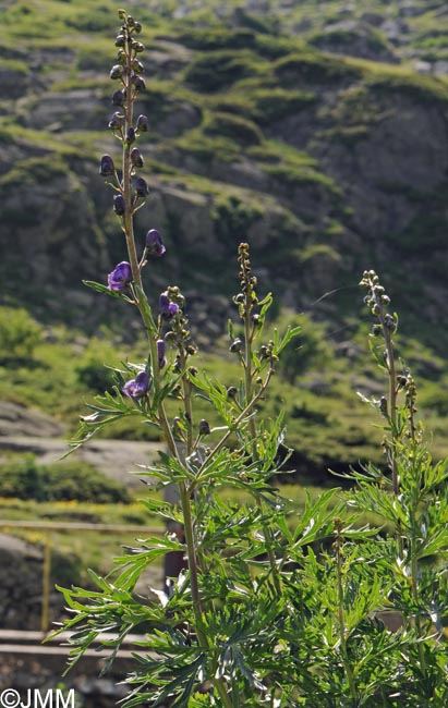Aconitum variegatum subsp. pyrenaicum