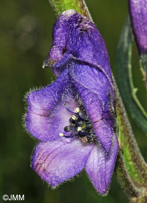 Aconitum variegatum subsp. pyrenaicum