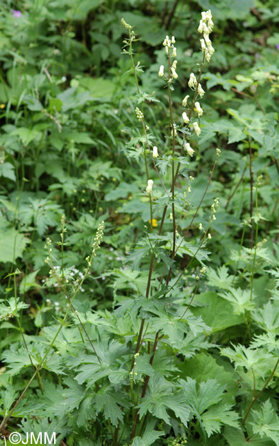 Aconitum vulparia