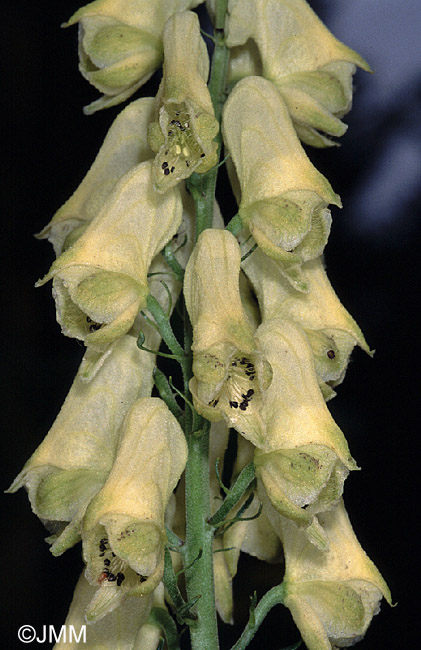 Aconitum vulparia