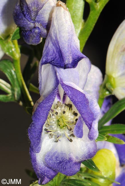 Aconitum x cammarum = Aconitum x stoerckianum = Aconitum napellus x Aconitum variegatum