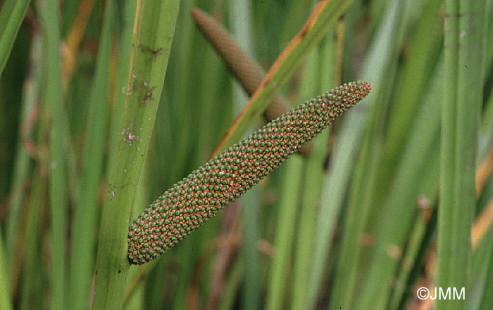 Acorus calamus