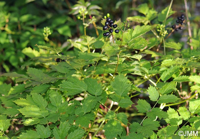 Actaea spicata