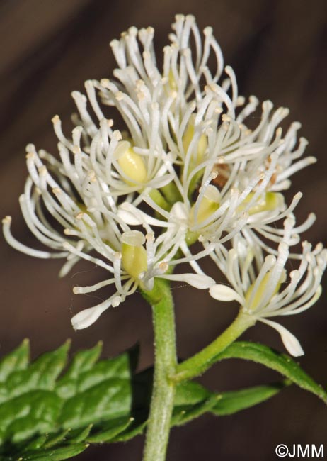 Actaea spicata