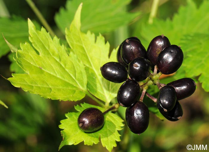 Actaea spicata