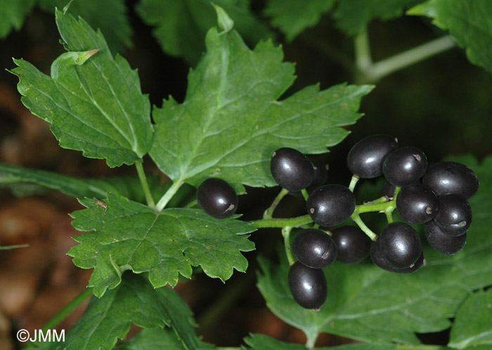 Actaea spicata