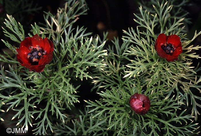 Adonis annua