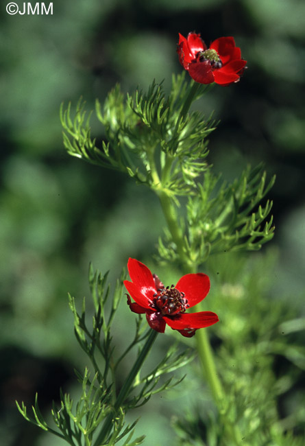 Adonis annua