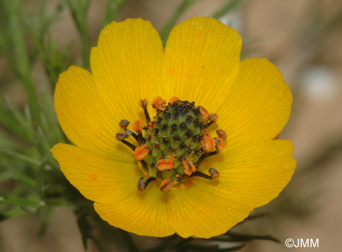 Adonis microcarpa