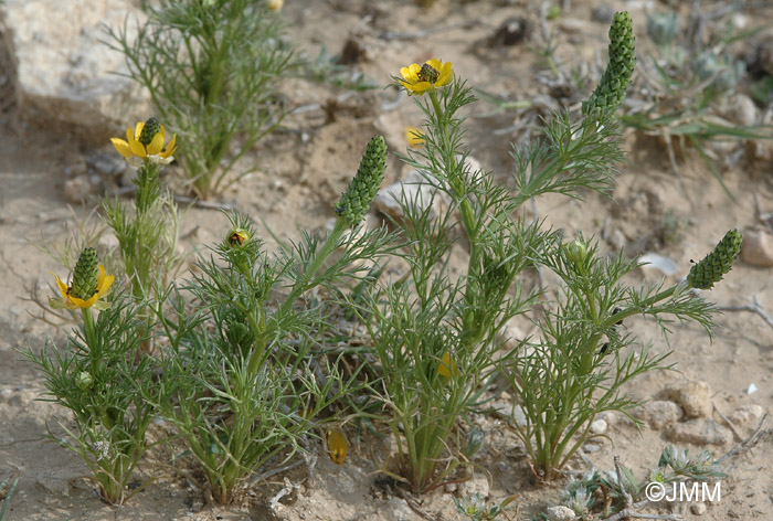 Adonis microcarpa