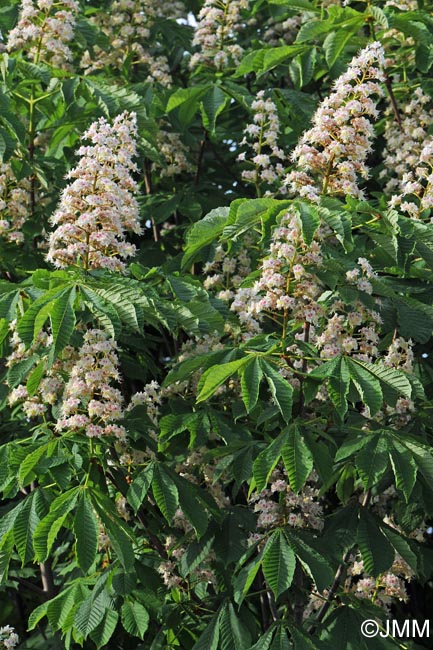 Aesculus hippocastanum