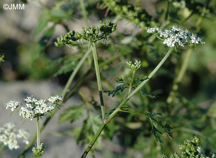 Aethusa cynapium