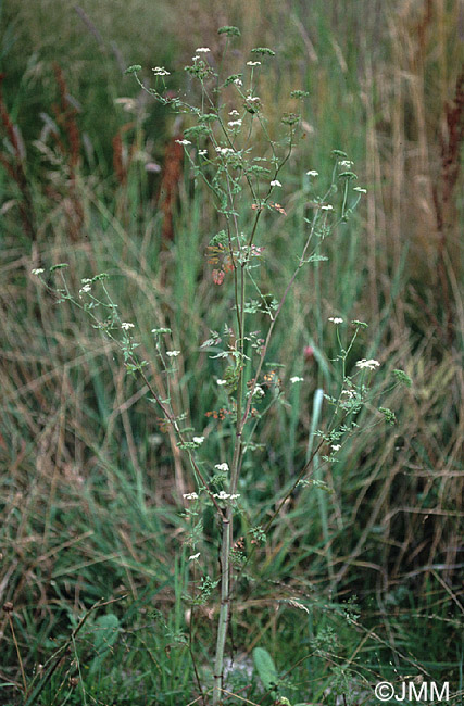 Aethusa cynapium